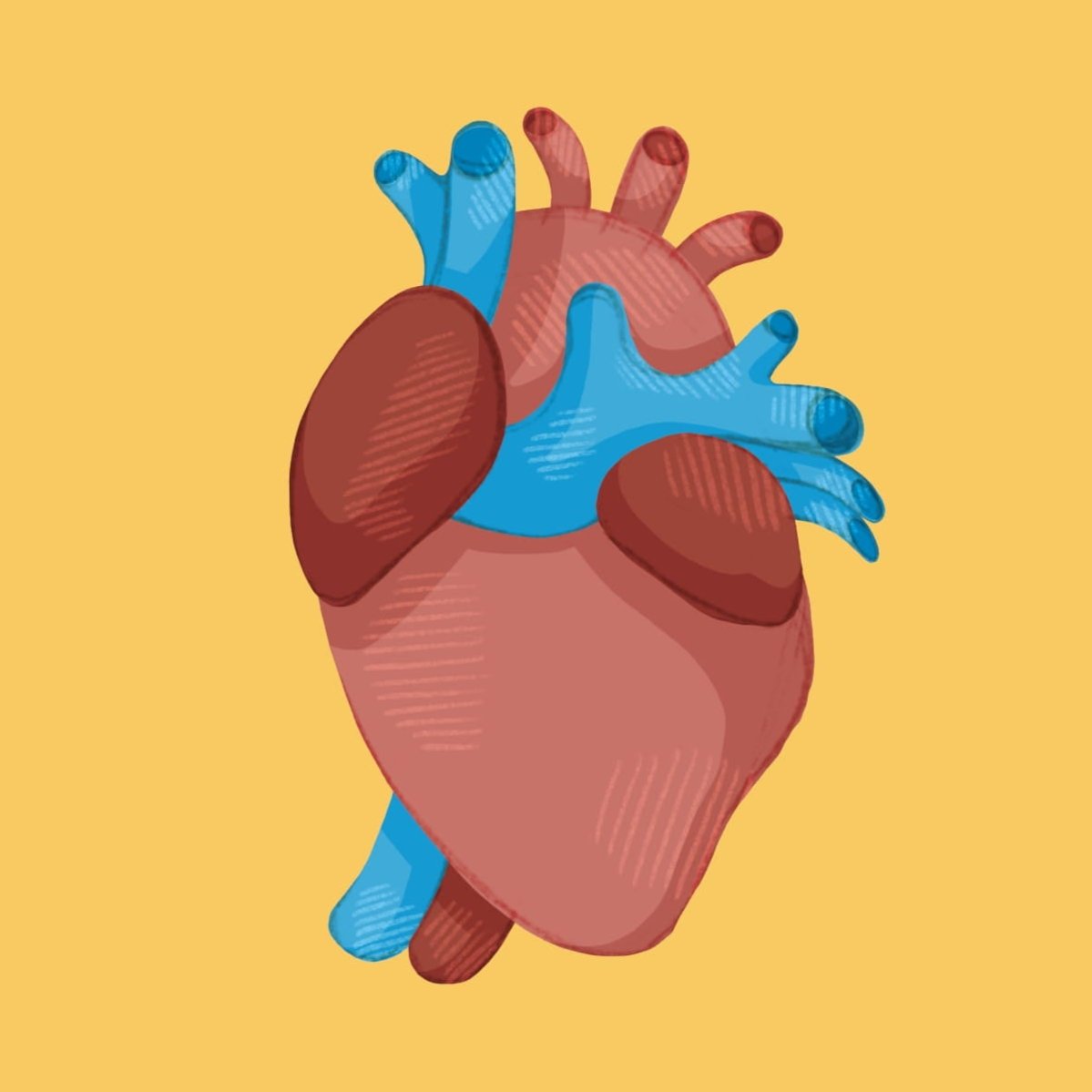 Cuore anatomico